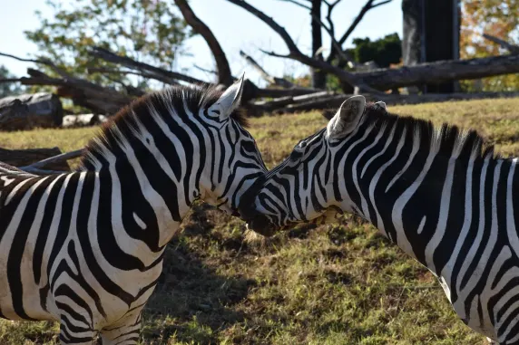 كاسينيا كازينو الدعم